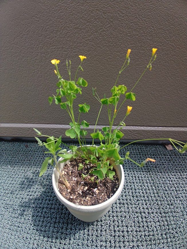 花が咲きました